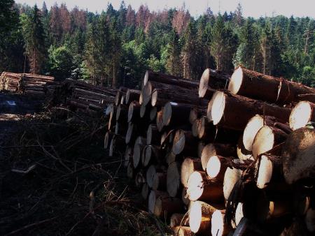 Gozdovi na kamniškem v tednu gozdov 2023 - Gozd prihodnosti (9)